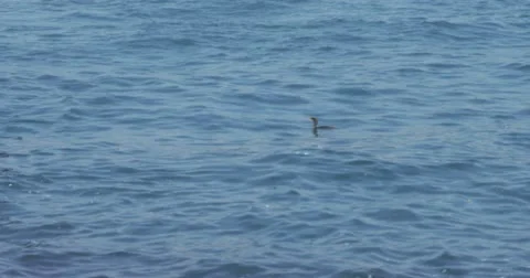 A cormorant diving into the sea in slow motion 2K 스톡 동영상 11131949