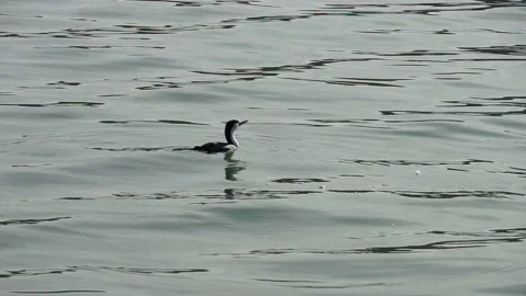 Cormorant Diving slow motion Stock Footage 150115868