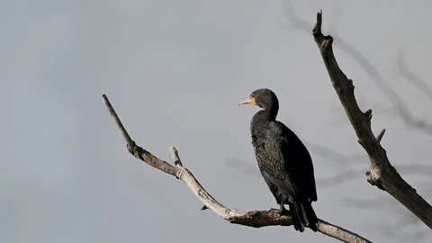 Cormorant, double-crested, perched on dead snag, blue sky, ms, 4k Stock Footage 263379834