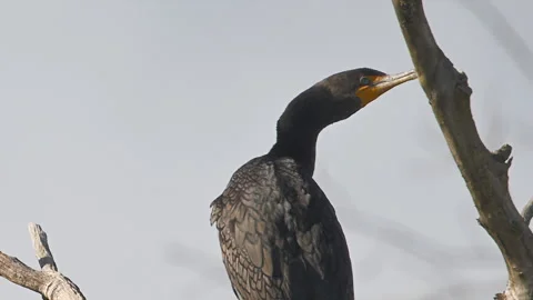 Cormorant, Double-crested roosting, closeup, 4k Stock Footage 263379819