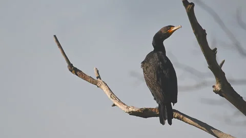 Cormorant double-crested, roosting on dead branch, 4k Stock Footage 263379835