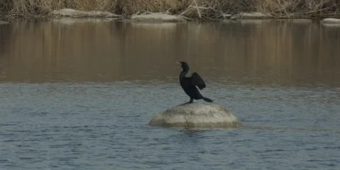 Cormorant, double-crested, sinble roosting on rock in lake, 4k Stock-Footage 240959695
