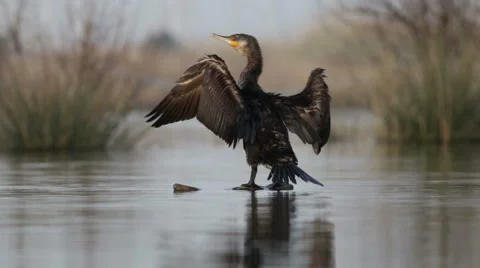 Cormorant dries its wings on the trunk Stockbeeldmateriaal 66427815