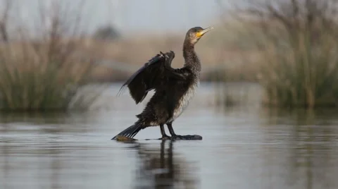 Cormorant dries its wings on the trunk Stock Footage 66427859