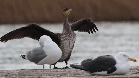 Cormorant dries its wings in the wind, slow motion Stock Footage 289174973
