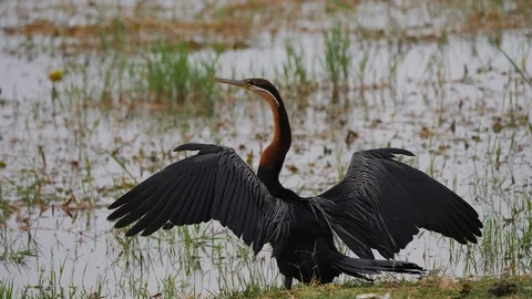 Cormorant dries wings Stock Footage 88558243