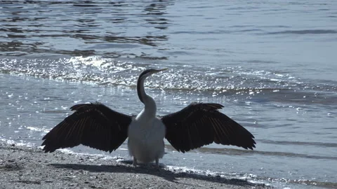 Cormorant dries wings on sandy river bank. Waves lap shore.  Front on view Stock Footage