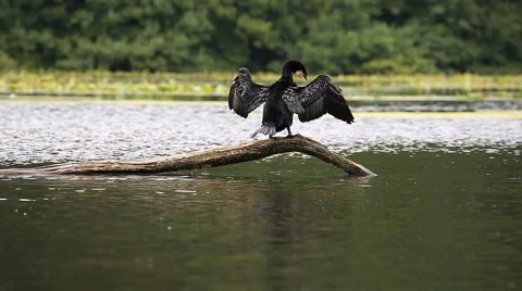 A Cormorant drying his feathers Stock Footage 65217072