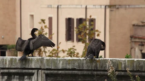 Cormorant drying its feathers in Rome, Italy Stock Footage 34577164