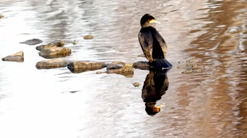 A Cormorant is drying its Plumage at the River Neckar in Heilbronn, Germany, Stock Footage 168430353