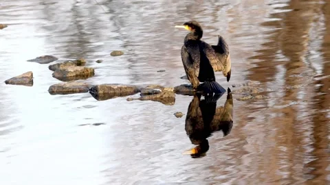 A Cormorant is drying its Plumage at the River Neckar in Heilbronn, Germany, Stock Footage 168430478