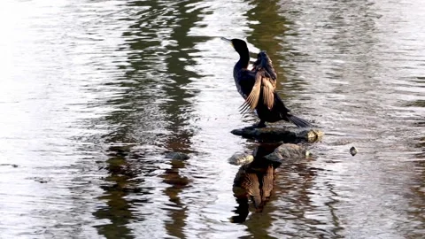 A Cormorant is drying its Plumage at the River Neckar in Heilbronn, Germany, Stock Footage 168431308