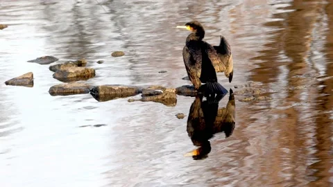 A Cormorant is drying its Plumage at the River Neckar in Heilbronn, Germany, Stock Footage 168431418