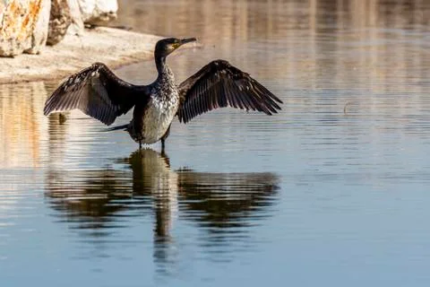 Cormorant drying its wet wings after fishing Stock Photos