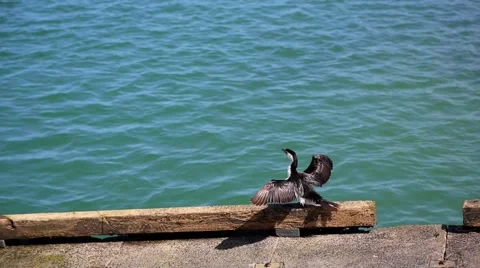 Cormorant drying its wings 스톡 동영상 42477795