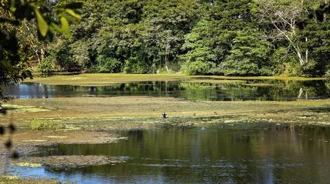 Cormorant Drying Its Wings Stock Photos