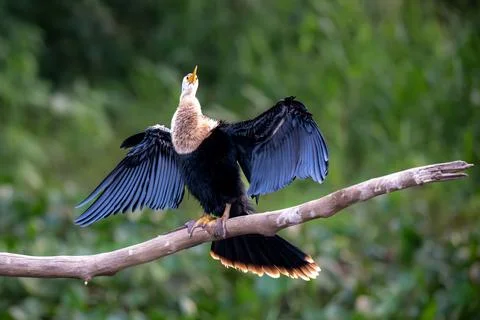 Cormorant drying its wings Stock Photos