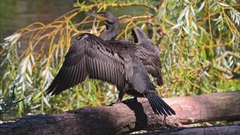 Cormorant drying its wings in the sun Stock Footage 294969534