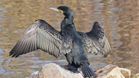Cormorant drying its wings in the sun 動画素材 337182329