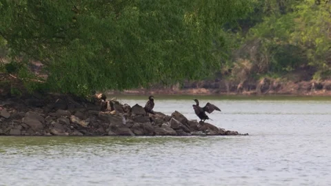 Cormorant drying its wings in the sun 動画素材 340543613