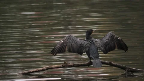 Cormorant Drying Its Wings on Tree Branch in Middle of Water Vídeos de archivo 234905415