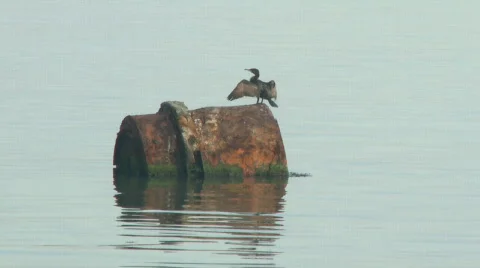 Cormorant drying wings Stock Footage 331263