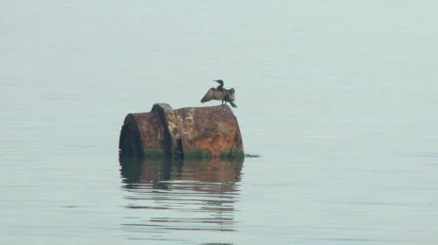 Cormorant drying wings Stock Footage 373445