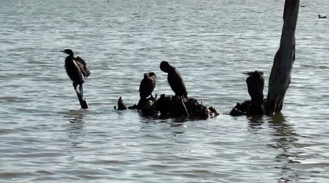 Cormorant drying wings Stock Footage 46595283