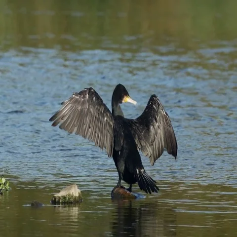 Cormorant drying wings 库存影片 69400364