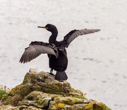 Cormorant drying wings on the ilsand of Lunga, Inner Hebrides, Scotland, UK Stock Photos