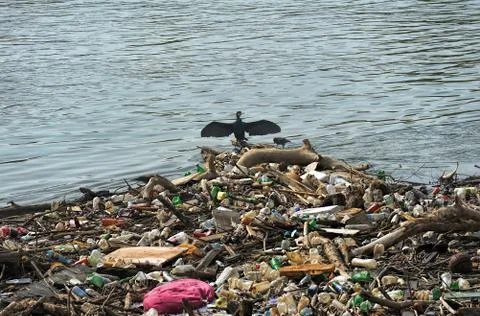 Cormorant drying wings Stock-Fotos