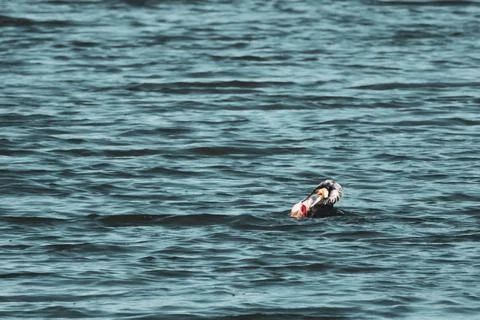 A cormorant eats a freshly caught big fish Stock Photos