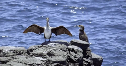 Cormorant flapping its wings on a black rock in the ocean Stock Footage 275564238