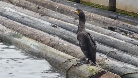 Cormorant flaps its wings on floating logs Stock Footage 254634674