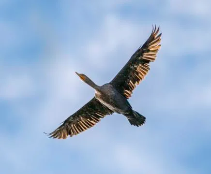 Cormorant in flight, back-lighted by setting sun Stock Photos