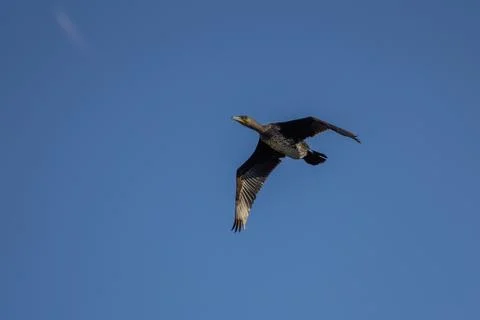 A cormorant in flight in the blue sky Stock Photos