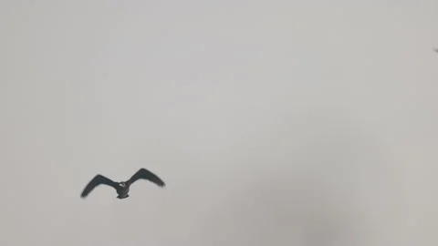 Cormorant in flight close, 4K slow motion Stock Footage 166859807