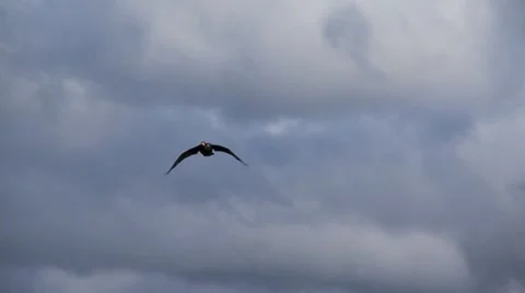 Cormorant in flight Stock Footage