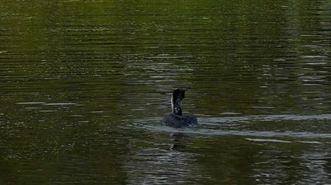 Cormorant flight in lake Stock Footage 35487773