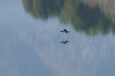 Cormorant in flight over the water's surface Фото