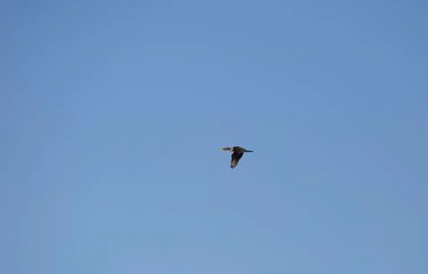 Cormorant in Flight Stock Photos