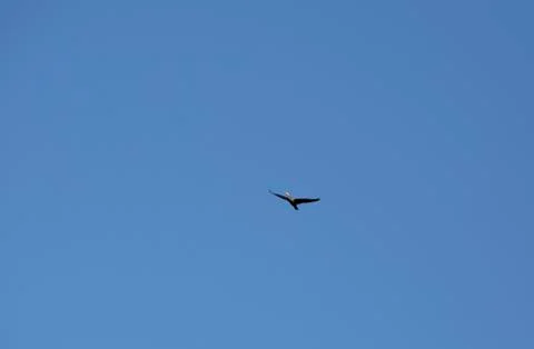 Cormorant in Flight Stock Photos