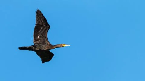 Cormorant in flight Stock Photos