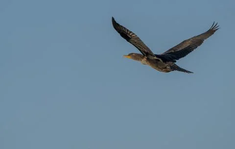 Cormorant in Flight 스톡 사진