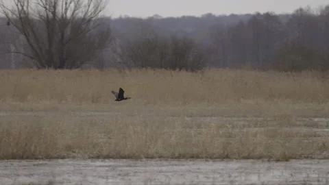 Cormorant in flight, spring, 4K slomo Stock Footage 237526294