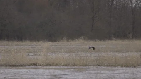 Cormorant in flight, spring, Phalacrocoracidae ,4K slomo Stock Footage 237504372