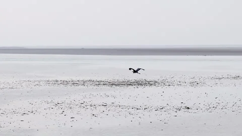 Cormorant flying gracefully over tidal flats, socotra islan Stock Footage 334715244