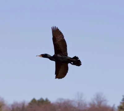 The cormorant is flying Stock Photos