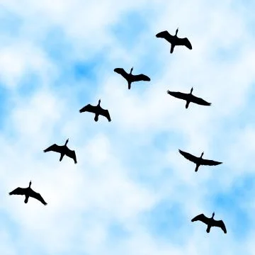 Cormorant flyover Stock-Illustration