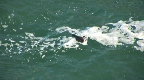 Cormorant Stock-Footage 95616